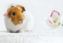 Building a Lasting Bond with Your Guinea Pig