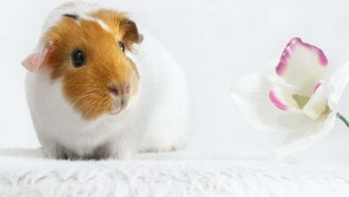 Building a Lasting Bond with Your Guinea Pig