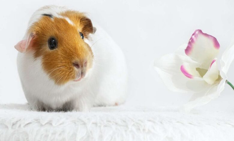 Building a Lasting Bond with Your Guinea Pig