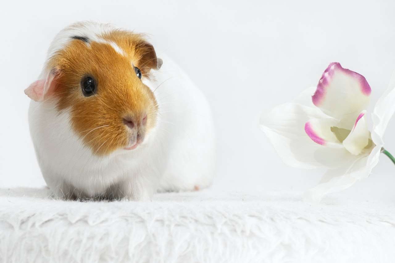 keep your guinea pig happy bonding and socialization hand feeding