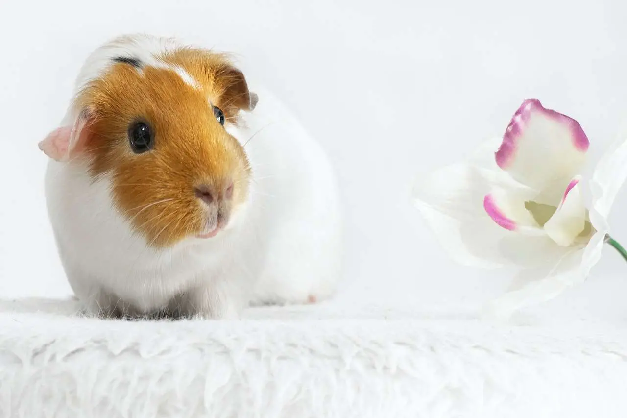 long haired guinea pig grooming guide setup and tools