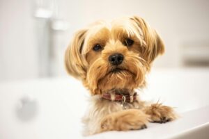 Transforming Dog Bath Time into an Enjoyable Experience