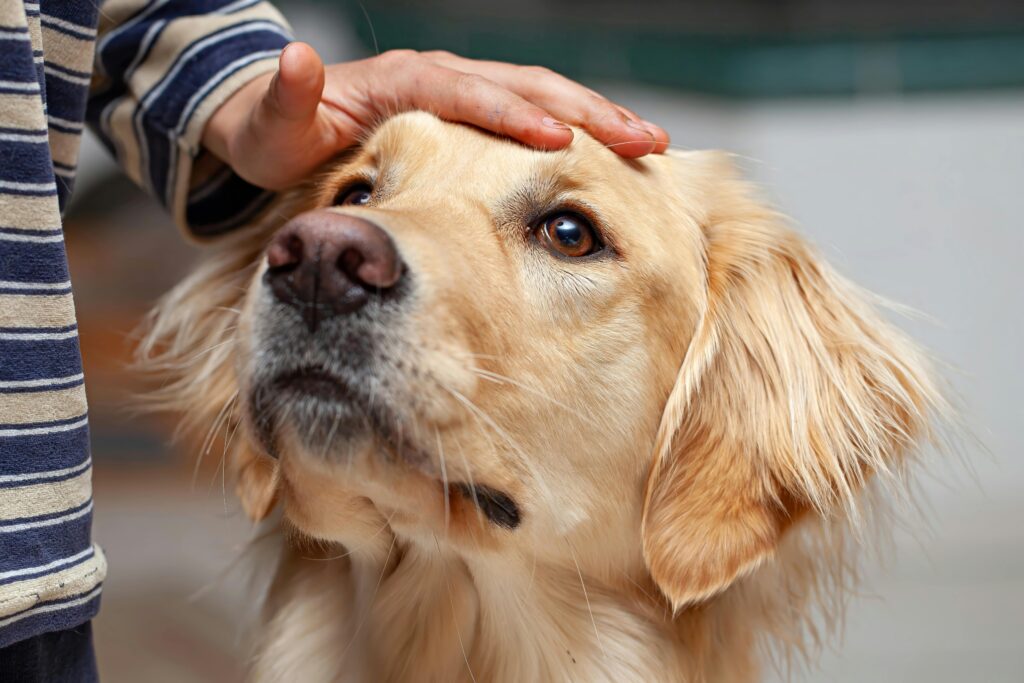 Benefits of Therapy Dogs: How Animal Companions Heal, Support, and Transform Lives