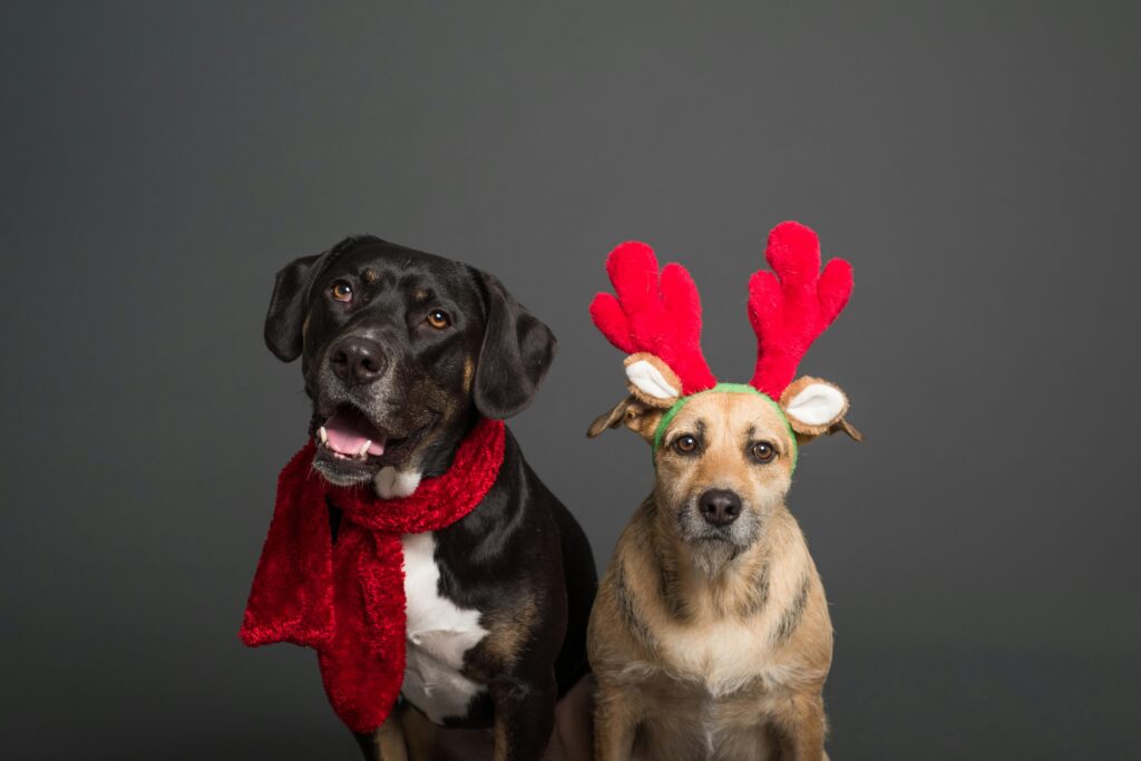Stylish Dog Accessories: The Complete Guide From Bowties to Bandanas