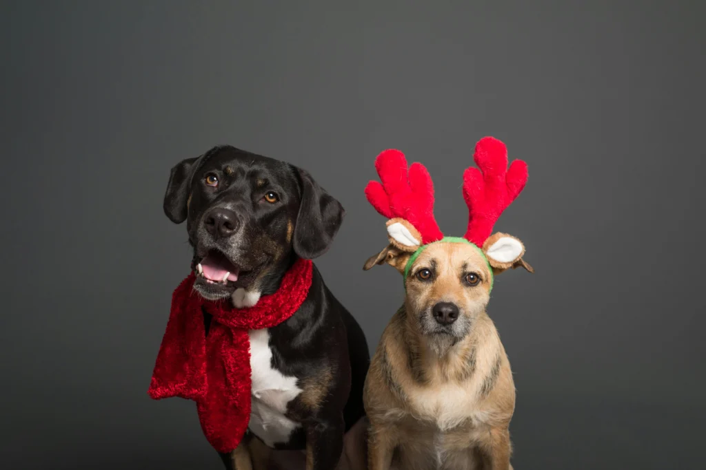 Stylish Dog Accessories: The Complete Guide From Bowties to Bandanas