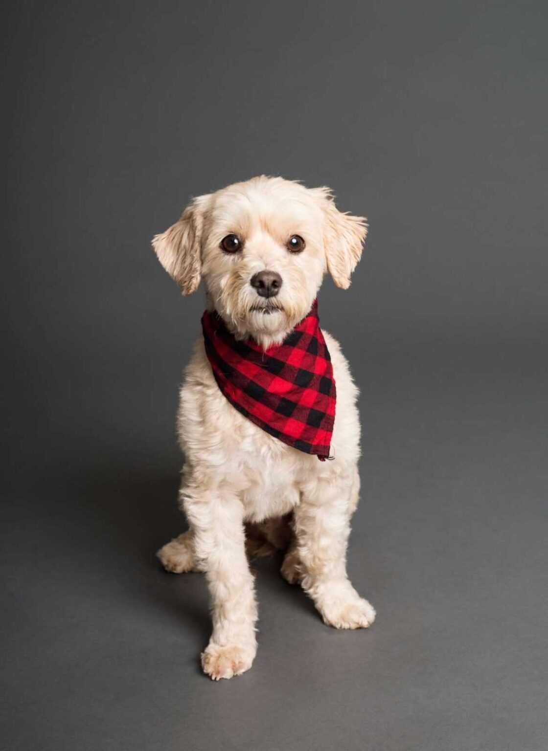 Stylish Dog Accessories: The Complete Guide From Bowties to Bandanas