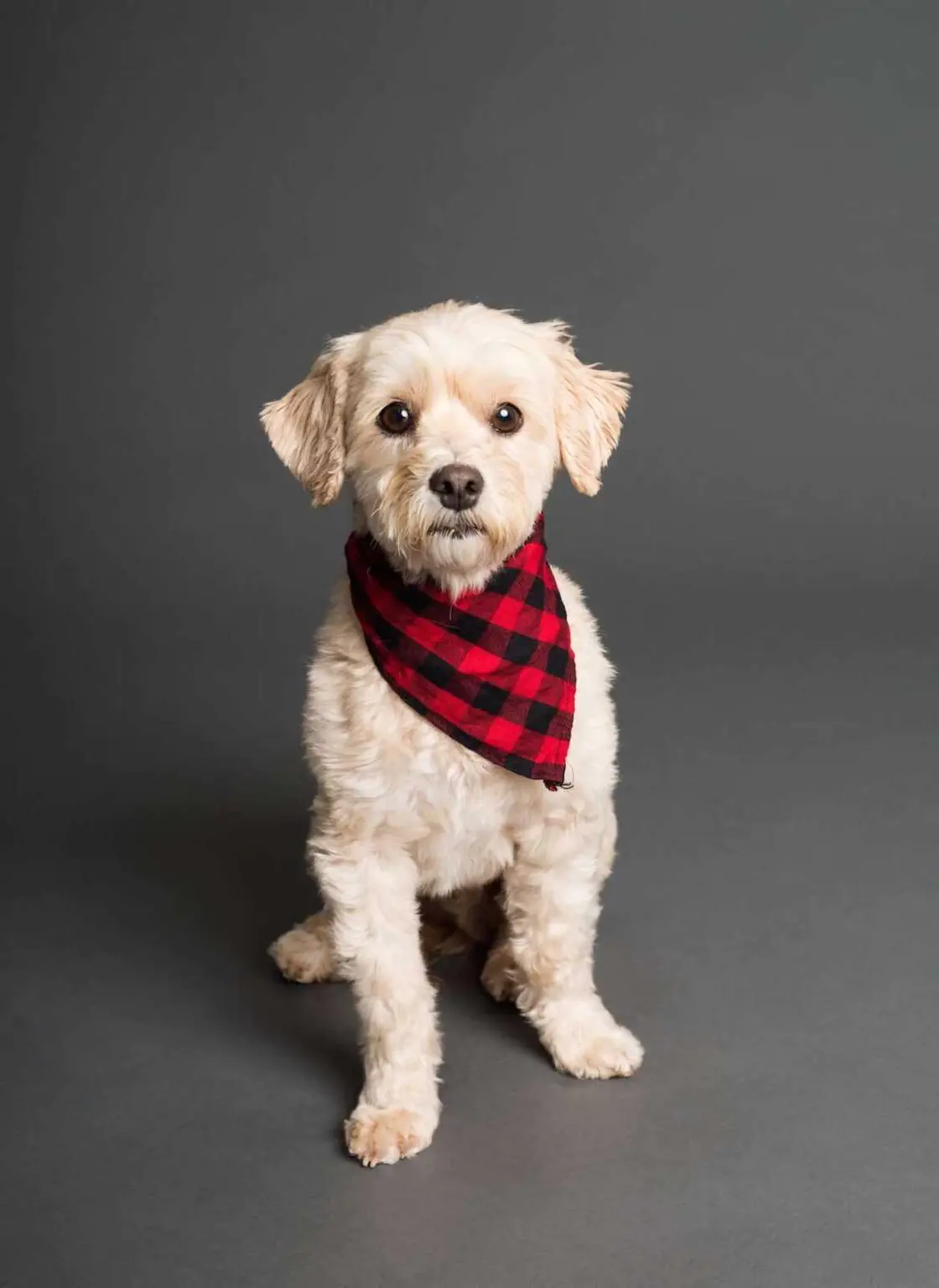 Stylish Dog Accessories: The Complete Guide From Bowties to Bandanas Stylish Dog Accessories: The Complete Guide From Bowties to Bandanas