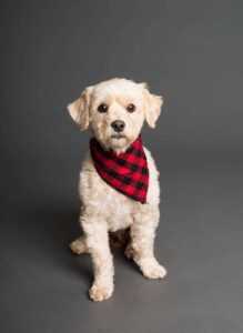 Stylish Dog Accessories: The Complete Guide From Bowties to Bandanas