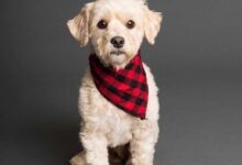 Pet Bowties to Bandanas