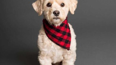 Pet Bowties to Bandanas