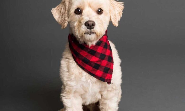 Pet Bowties to Bandanas