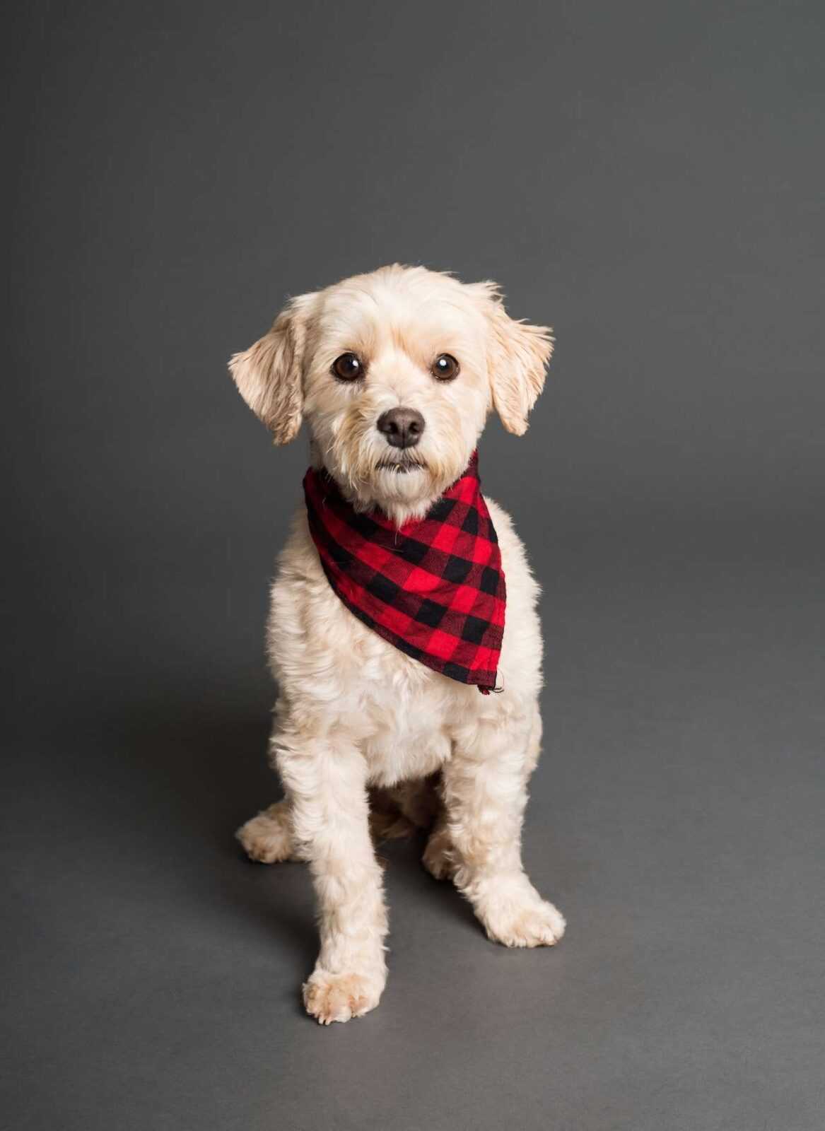 Pet Bowties to Bandanas