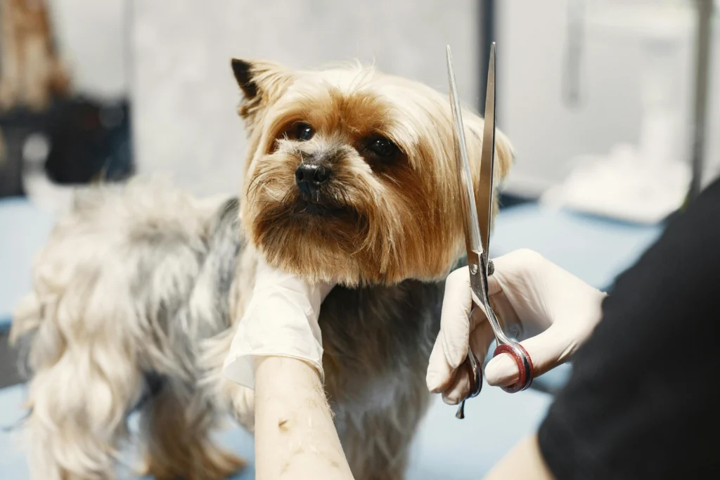 Modern Dog Grooming Styles: The Complete 2026 Haircut Guide