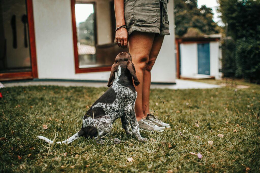 Advanced Dog Training: Beyond Basic Commands
