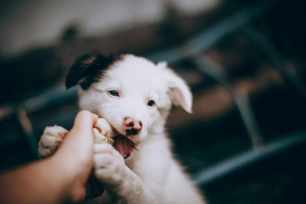 Puppy Bite Inhibition Training: The Complete Guide to Teaching Gentle Play and Stopping the Bite