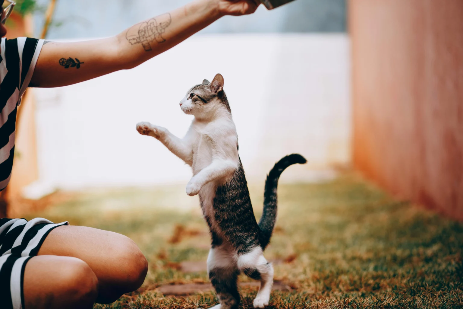 Cat Trick Training: Yes, Your Cat Can Absolutely Learn Tricks Cat Trick Training: Yes, Your Cat Can Absolutely Learn Tricks