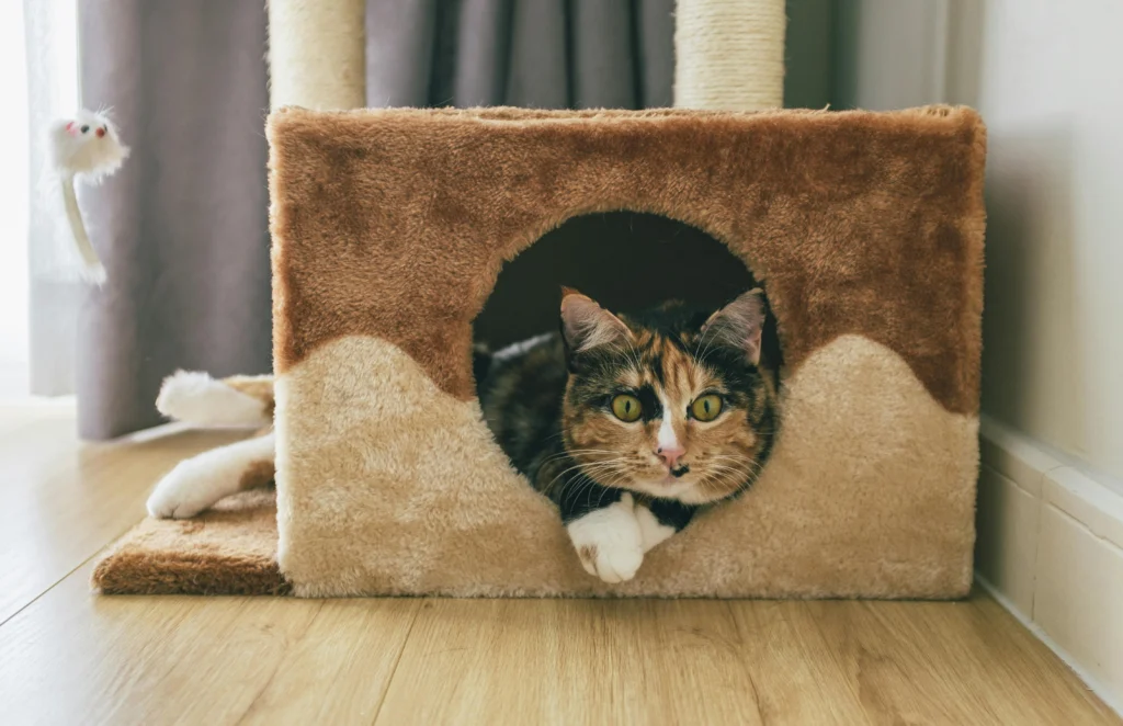 Cat Crate Training: The Complete Step-by-Step Guide