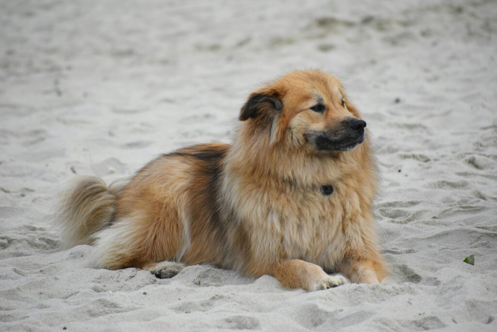 Reliable Dog Recall Training: The Complete Guide to a Dog That Always Comes When Called