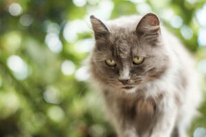 Older Cat Mental Stimulation: The Complete Guide to Keeping Aging Cats Sharp, Active, and Thriving