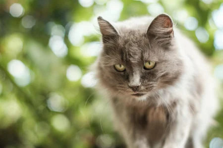 Older Cat Mental Stimulation: The Complete Guide to Keeping Aging Cats Sharp, Active, and Thriving Older Cat Mental Stimulation: The Complete Guide to Keeping Aging Cats Sharp, Active, and Thriving