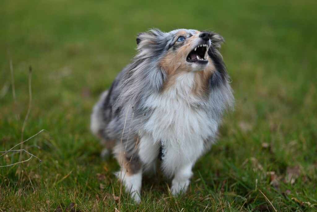 Calm a Dog That Barks at Everything: Vet-Approved Guide 2026