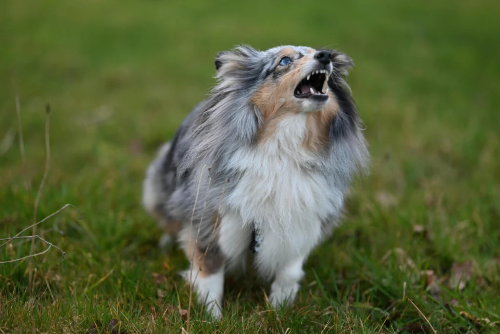 Calm a Dog That Barks at Everything: Vet-Approved Guide 2026
