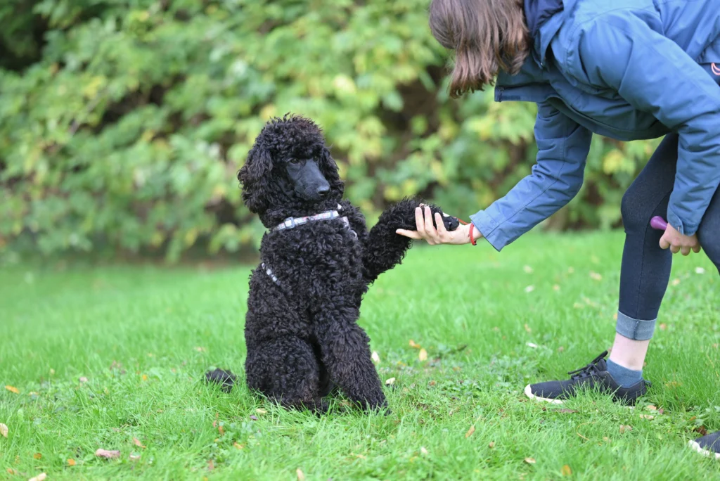 Consistent Dog Training Routine: The Complete Guide to Patience, Persistence, and Lasting Results
