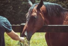 Fueling Champions:The Art and Science of Horse Nutrition