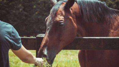 Fueling Champions:The Art and Science of Horse Nutrition