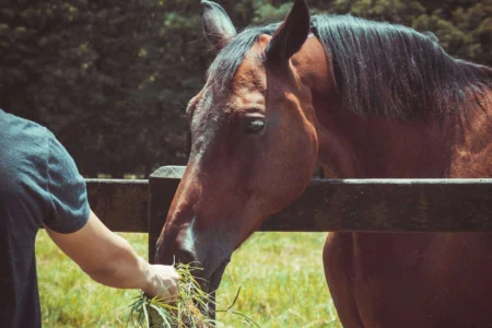 Equine Performance Nutrition: Complete Fueling Guide 2026 Equine Performance Nutrition: Complete Fueling Guide 2026