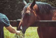 Fueling Champions:The Art and Science of Horse Nutrition