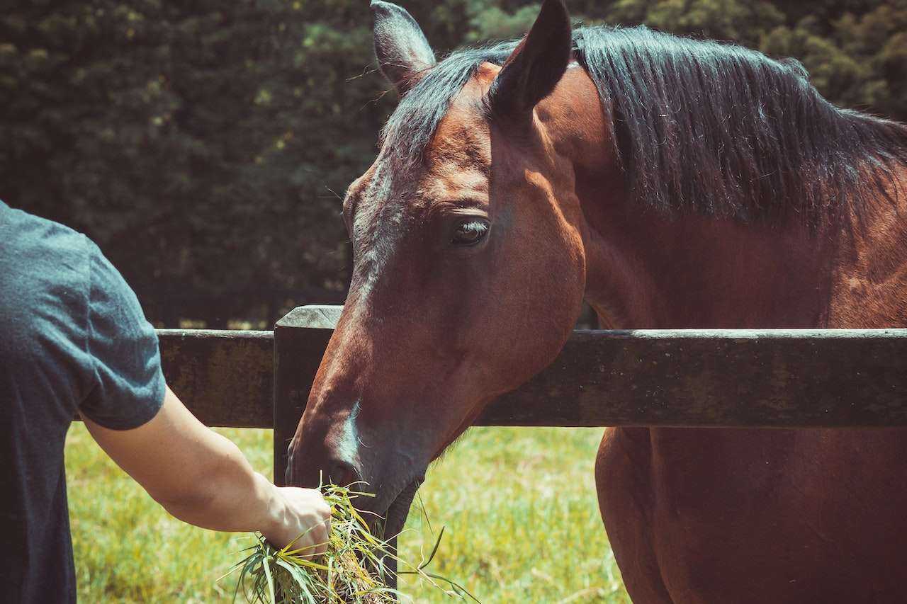 Fueling Champions:The Art and Science of Horse Nutrition