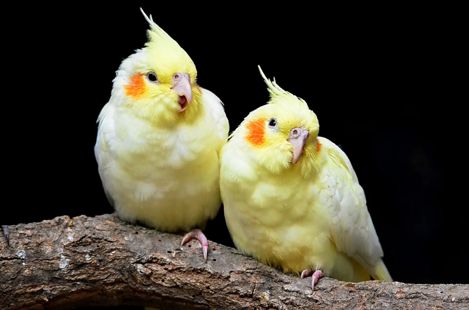 How to Breed Pet Birds at Home Successfully: Complete Guide How to Breed Pet Birds at Home Successfully: Complete Guide