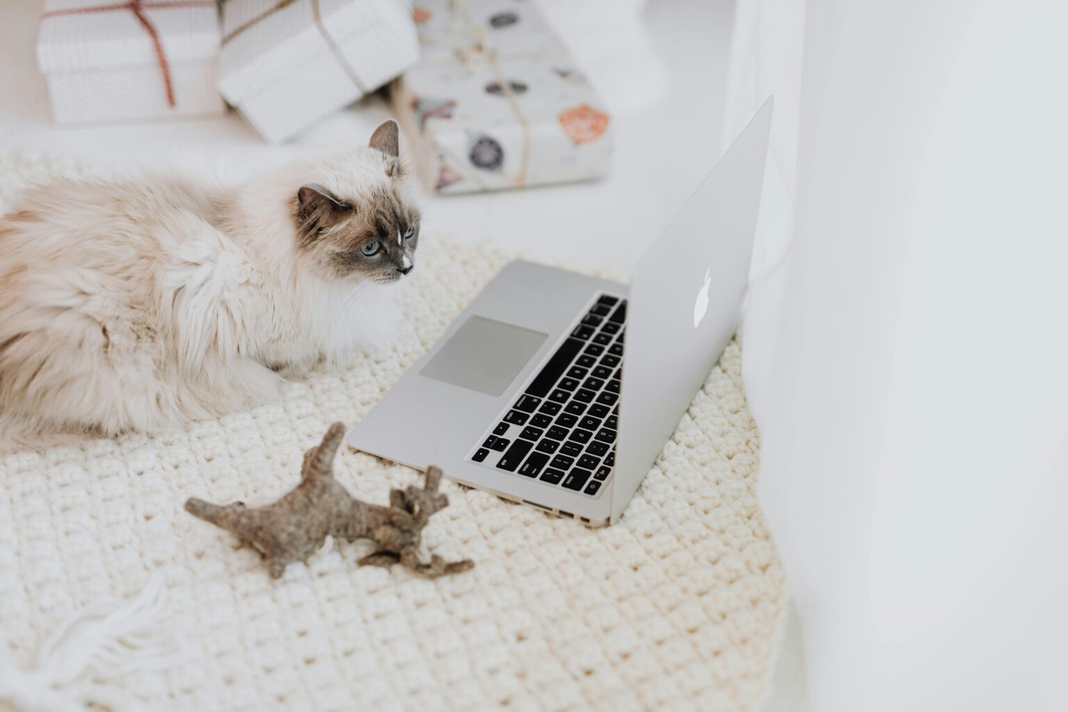 Cat Tech Gadgets: The Latest Innovations for Your Companion