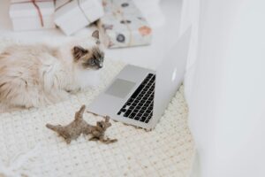 Cat Tech Gadgets: The Latest Innovations for Your Companion