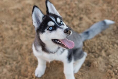How to Stop Destructive Dog Behavior: The Complete Guide to Barking, Chewing, Jumping, and More
