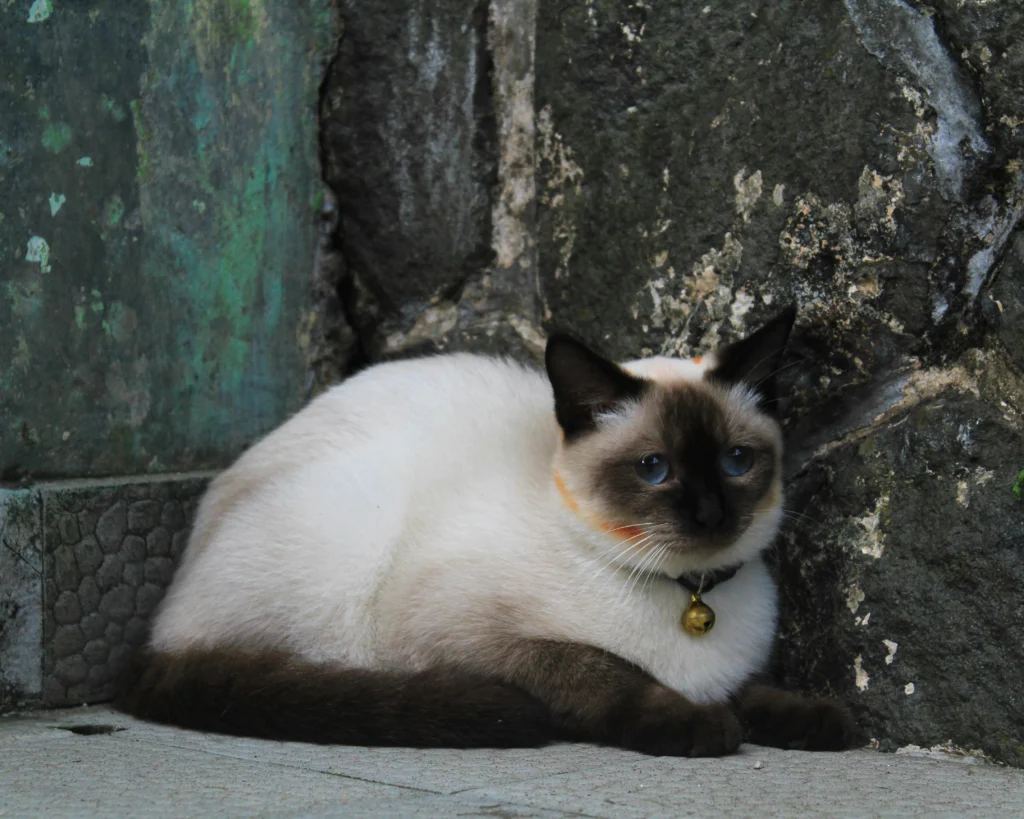 Maintaining a Healthy Cat Coat: Cat Diet and Nutrition Tips