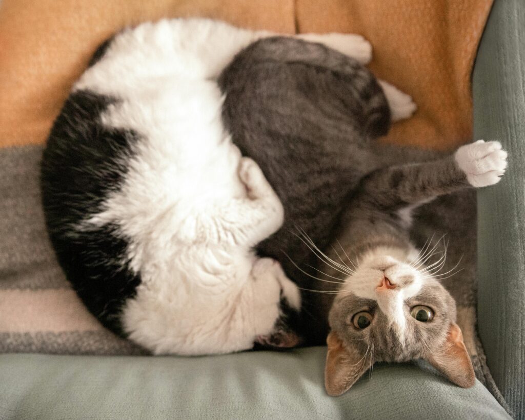 Cat Behavior Modification Techniques: The Ultimate Guide to Resolving Common Cat Behavior Issues