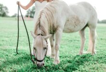 How to Groom a Horse with Allergies: Tips and Techniques