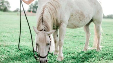 How to Groom a Horse with Allergies: Tips and Techniques