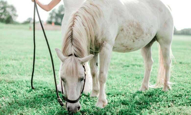 How to Groom a Horse with Allergies: Tips and Techniques