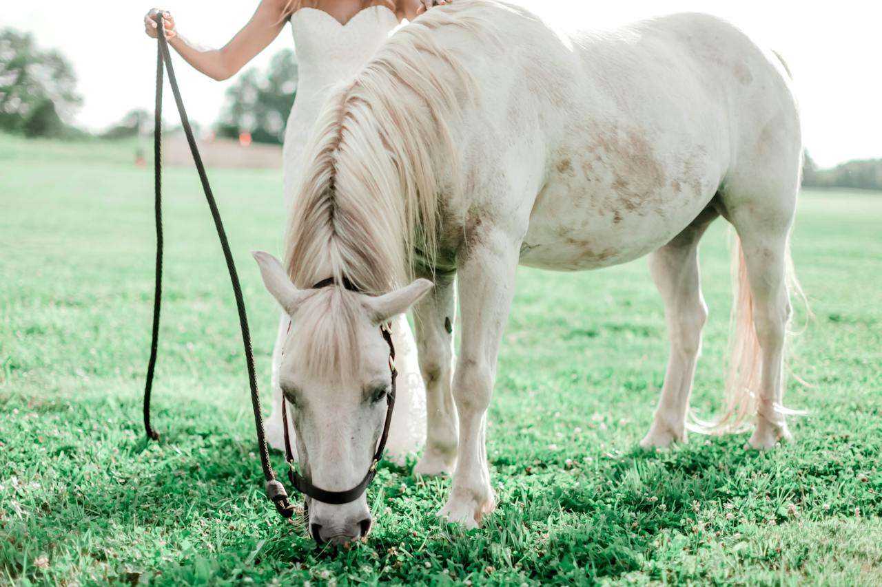 How to Groom a Horse with Allergies: Tips and Techniques