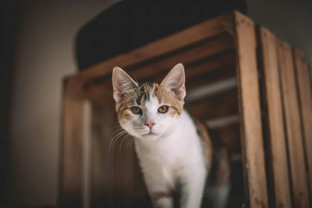 Cat Crate Training: The Complete Step-by-Step Guide