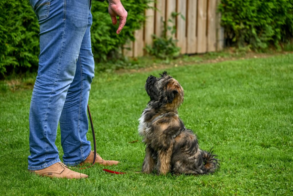 Dog House Training: Say Goodbye to Accidents