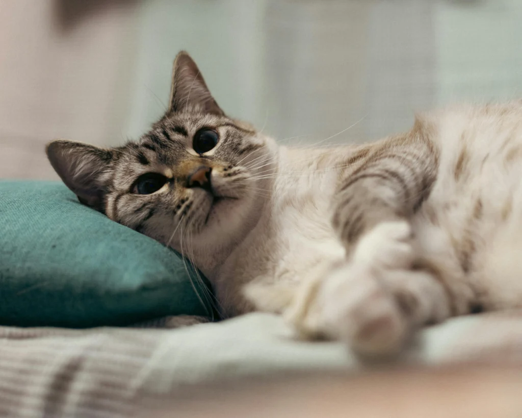 Cat Separation Anxiety Solutions: The Complete Guide to Helping Your Cat Cope With Alone Time
