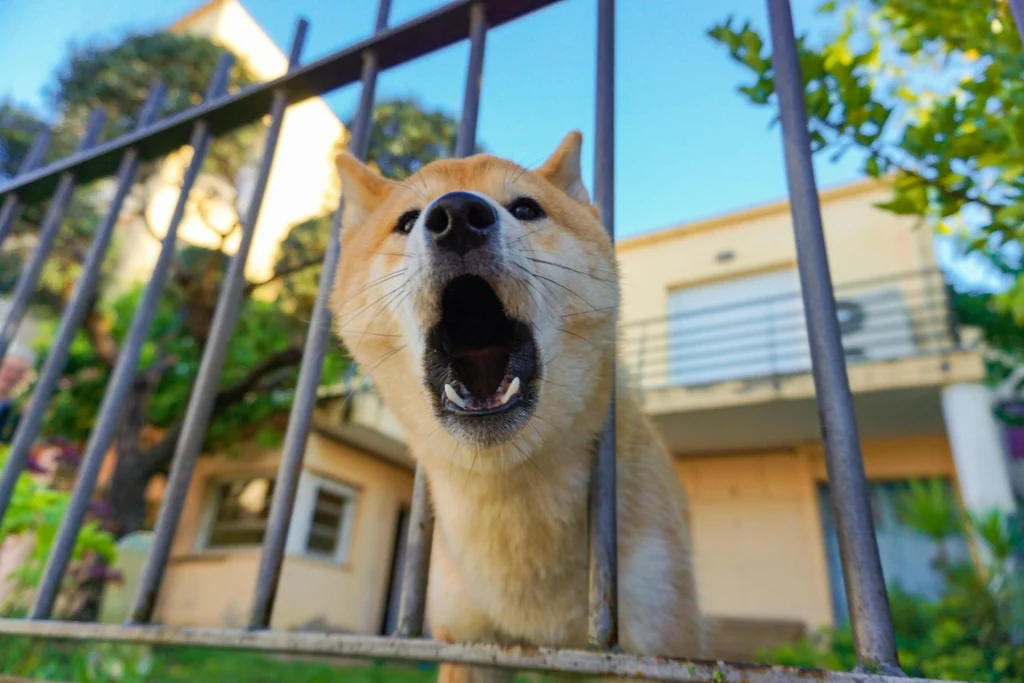 Calm a Dog That Barks at Everything: Vet-Approved Guide 2026