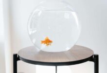 Best Pet Fish for Beginners: A Comprehensive Guide