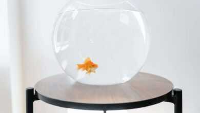 Best Pet Fish for Beginners: A Comprehensive Guide