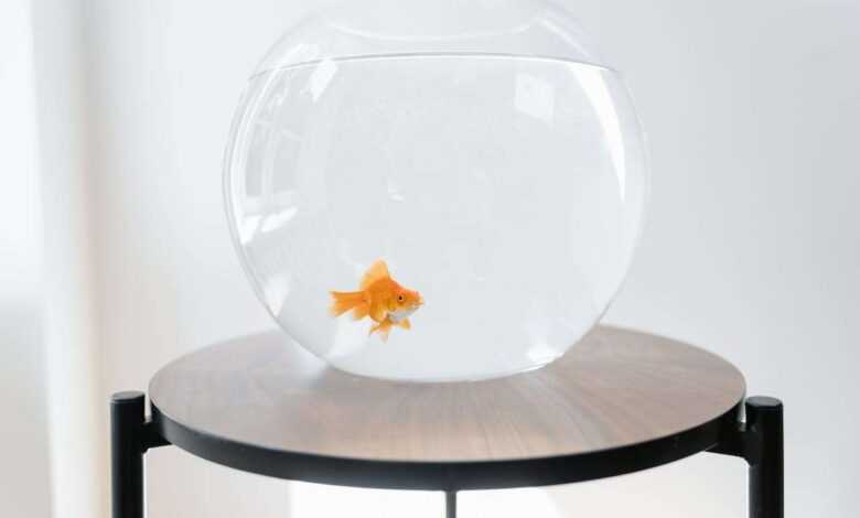 Best Pet Fish for Beginners: A Comprehensive Guide