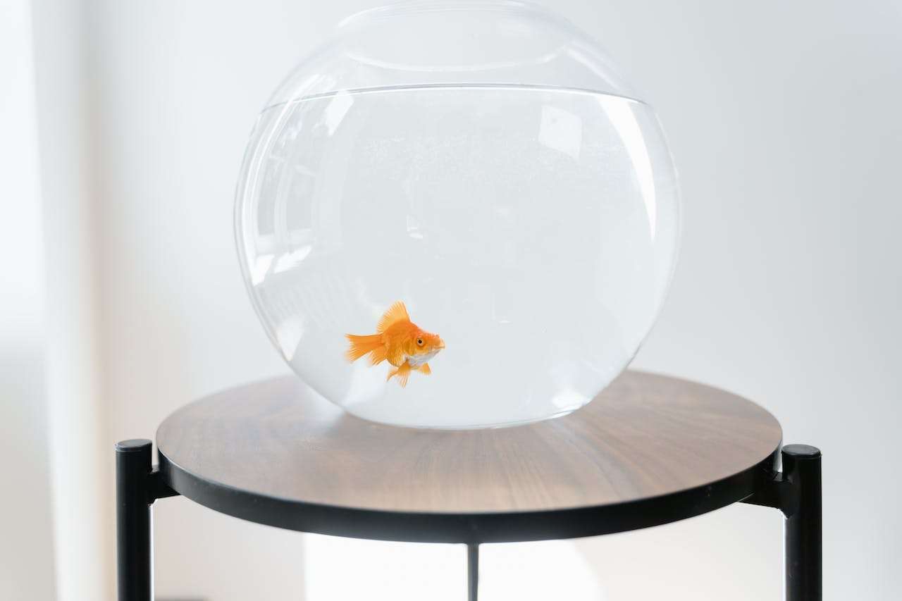 Best Pet Fish for Beginners: A Comprehensive Guide